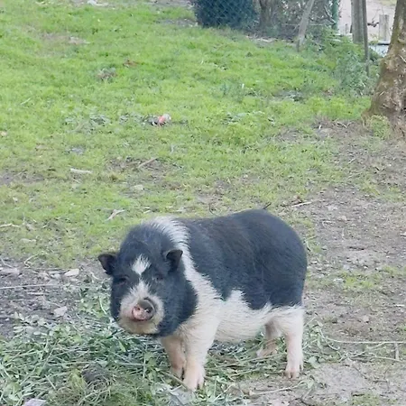 Gospodarstwo agroturystyczne Casa Alba - Vitorino Dos Piaes Navio
