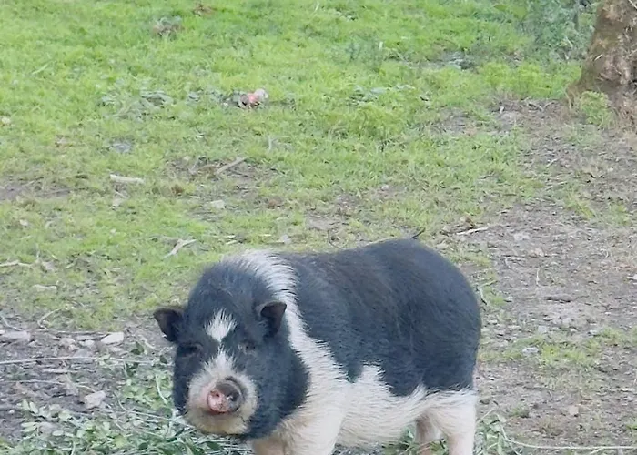 בית חווה Reveillon 2026 Casa Los Padel - Ponte De Lima Navio